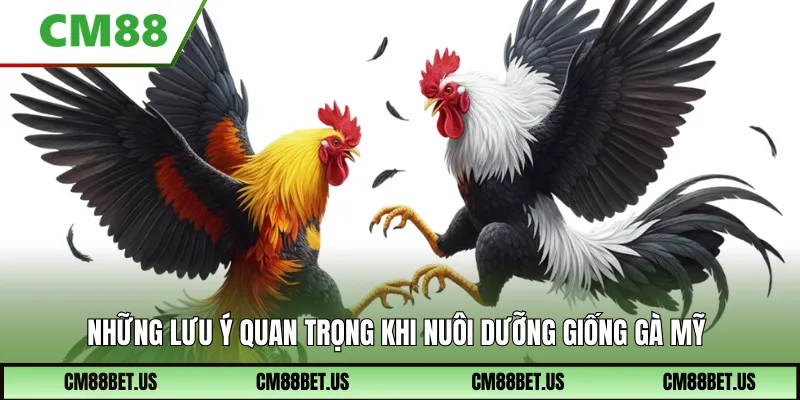 Lưu ý quan trọng khi nuôi dưỡng giống gà mỹ