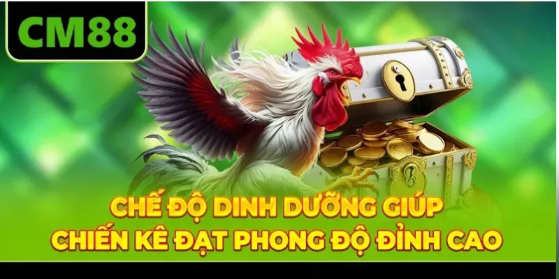 Chế độ dinh dưỡng giúp chiến kê đạt phong độ đỉnh cao