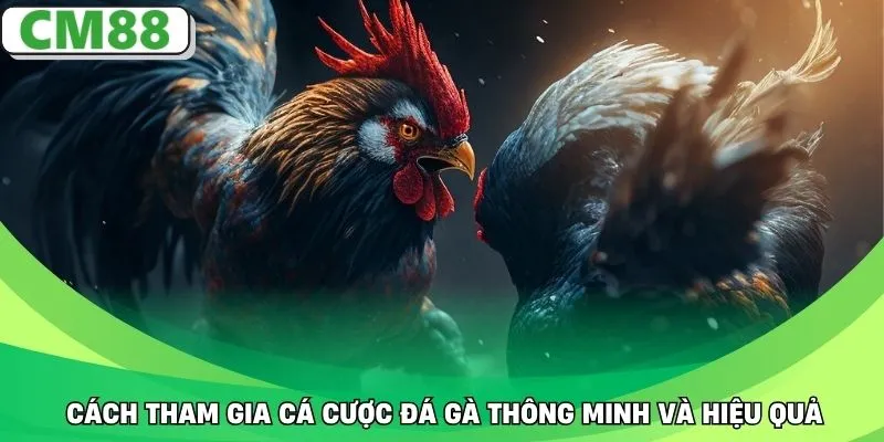 Cách tham gia cá cược đá gà thông minh và hiệu quả
