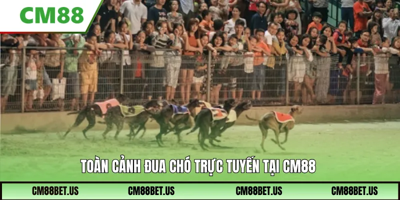 Toàn cảnh đua chó trực tuyến tại CM88